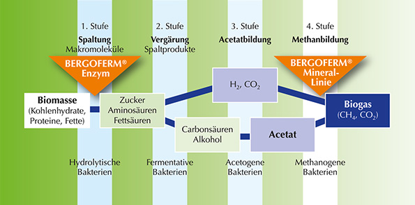 Ansatzpunkt von BERGOFERM Enzym