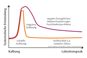 Entzündungen nach Kalbung