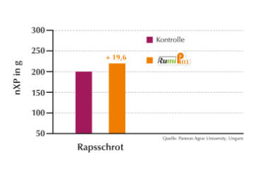 RumiPhyt reduziert den Proteinabbau im Pansen