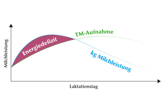 Energiemangel zu Beginn der Laktation führt zu akuter und latenter Ketose