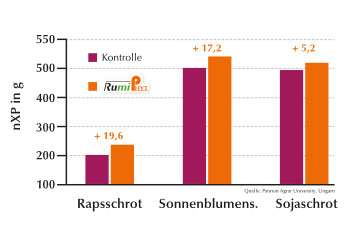 Proteinabbau im Pansen