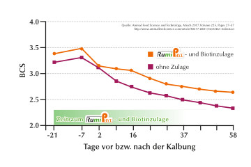 Einfluss auf den Body Condition Score