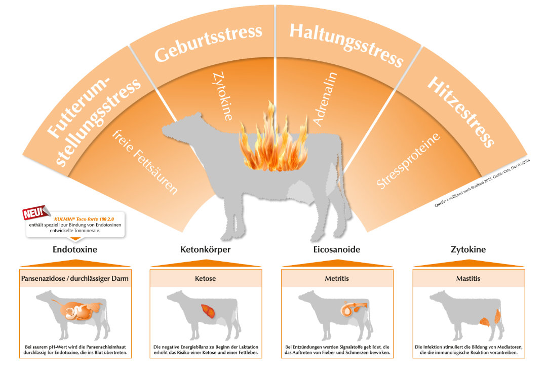 Metabolische Entzündung der Transitkuh Metabolische Entzündung der Transitkuh