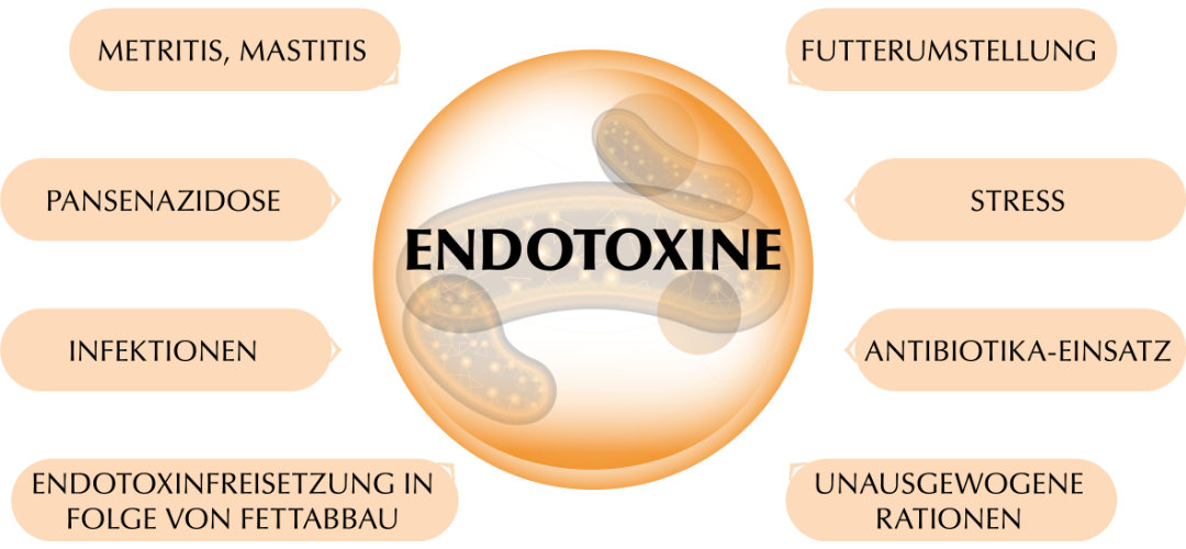 BERGIN Endo-Forte BERGIN Endo-Forte