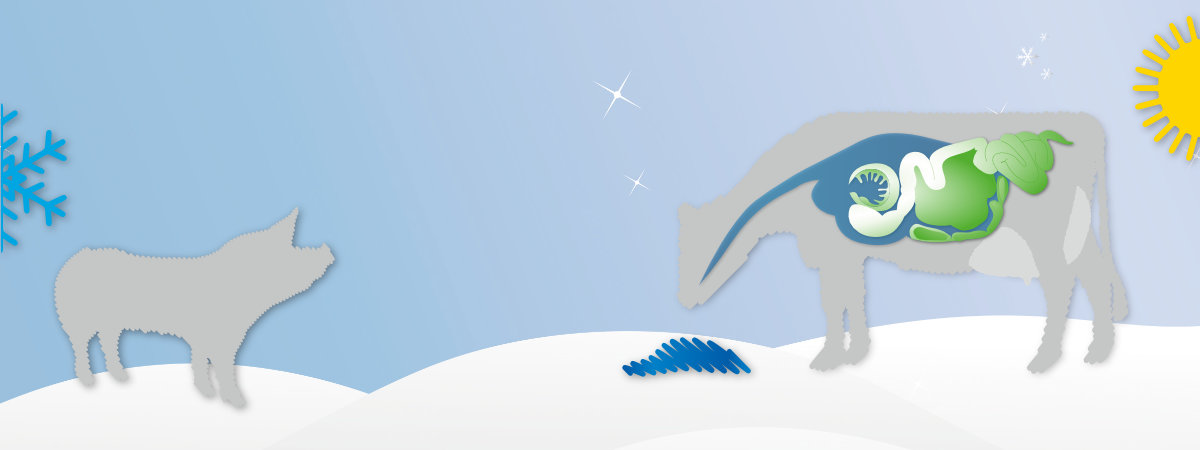 BERGO TMR stabil-OLB