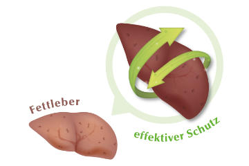 Fettleber vermeiden
