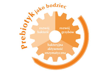 Prebiotyk jako bodziec
