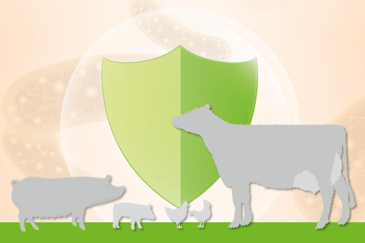 BERGIN Endo-Forte BERGIN Endo-Forte