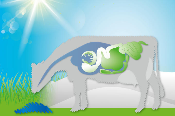 BERGO TMR stabil-OLB