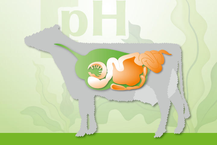 KULMIN BufferPro KULMIN BufferPro