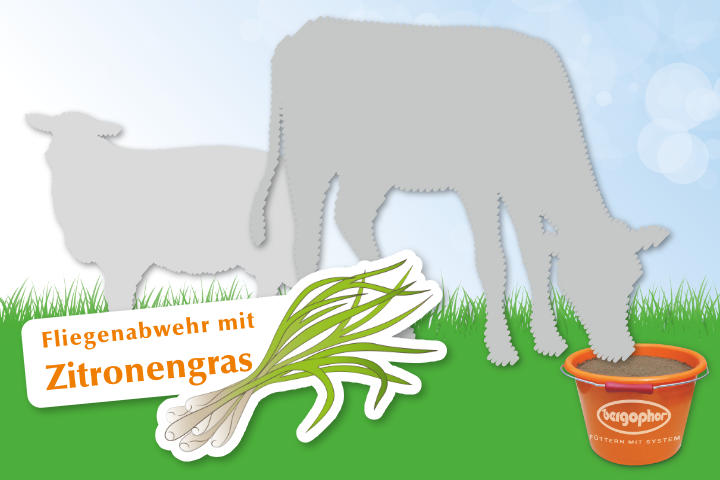 Leckmassen mit Zitronengras