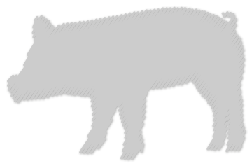 Ferkel
