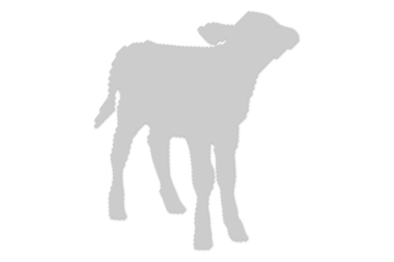 Kälber