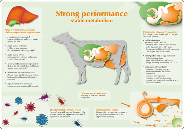 Strong performance – stable metabolism