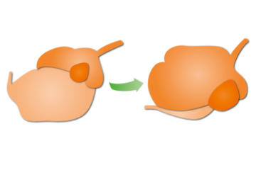 Pansenentwicklung